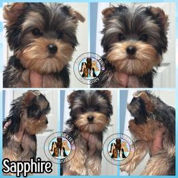Sapphire - Black and tan female Yorkshire Terrier puppy in London, Kentucky from Soto Yorkies