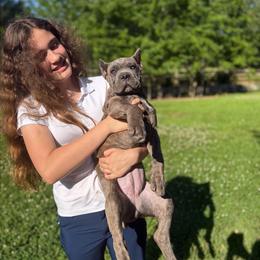 Orange collar - Gray brindle female Cane Corso puppy in Opelousas, Louisiana from Azelees Cane Corso