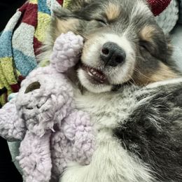 Pembroke Welsh Corgi Puppies from Storybook Corgis