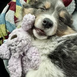 Pembroke Welsh Corgi Puppies from Storybook Corgis
