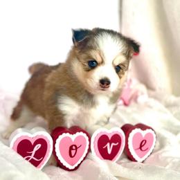 Hector - Silver and white male Pomsky puppy in Michigan from Blue Water Pomskies