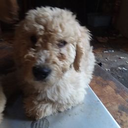 Girl 2 - Cream Goldendoodle puppy in Maple Falls, Washington from Hamish's Pups