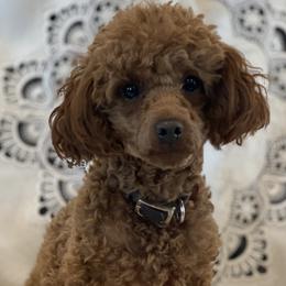 Liberty - Poodle