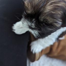 Shih Tzu Puppies from We Shih Tzu Not!