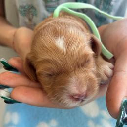 Muriel - Golden female Cockapoo puppy in Adrian, Oregon from ApplebyFarm
