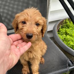 Buddy - Apricot male Goldendoodle puppy in Centralia, Missouri from Oodles Of Doodles Mo.