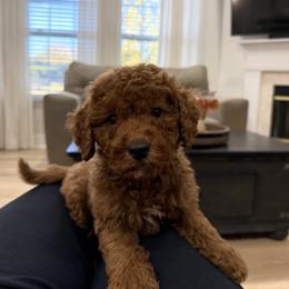 Simba - Red  male Goldendoodle puppy in Mint Hill, North Carolina from DoodleForever