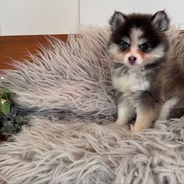 Bluebell - Blue female Pomsky puppy in La Verne, California from Red Cedar Pomskies