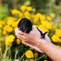 White girl - Black female Goldendoodle puppy in Damascus, Oregon from Emma Doodles