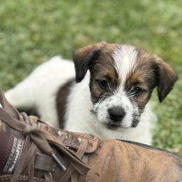 Boy 3 - Tri-color male Russell Terrier puppy in Sunnyvale, California from Roger's Russell Terriers