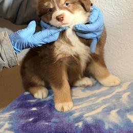 Boy 3 - Red tri-color male Australian Shepherd puppy in Millville, New Jersey from Creekside Canines
