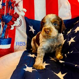 RB3 - Tri-Roan male English Springer Spaniel puppy in Britton, South Dakota from K&S Canines
