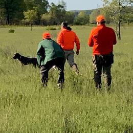 Wirehaired Pointing Griffon Puppies from VC Studs / Sugar Pine Griffon Puppies