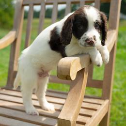 Midnight - Liver and white male English Springer Spaniel puppy in Forest, Virginia from Southern Springers