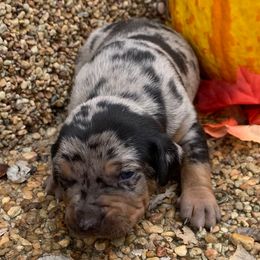 Boy 5 - Blue merle male Catahoula Leopard Dog puppy in Gadsden, Alabama from Rich Cat’s