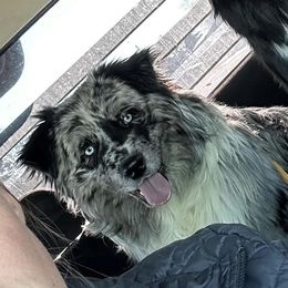 Jack - Australian Shepherd