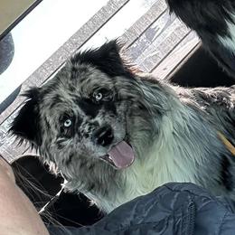 Jack - Australian Shepherd
