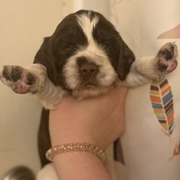 Makalu - Liver and white male English Springer Spaniel puppy in Huntingdon, Pennsylvania from Indian Creek Springers and Doxies
