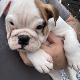 Bulldog Puppies from Pitts Kennel