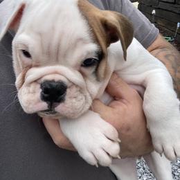 Bulldog Puppies from Pitts Kennel