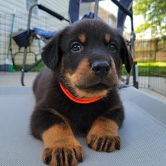 Beauceron Puppies from Rayon de Soleil Beaucerons