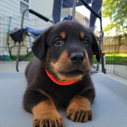 Beauceron Puppies from Rayon de Soleil Beaucerons