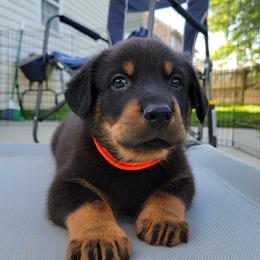 Beauceron Puppies from Rayon de Soleil Beaucerons