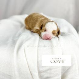 C O V E - Red  male Goldendoodle puppy in Cedar City, Utah from Cedar Doodles- Home of the Teddybear Goldendoodle