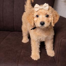 Duke - Apricot female Goldendoodle puppy in Humble, Texas from Simply Dane Doodles
