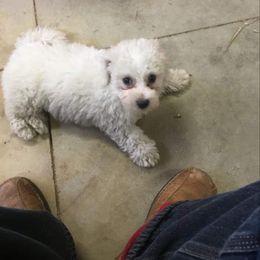 Bichon Frise and Shichon Puppies from Rose Cottage Bichons