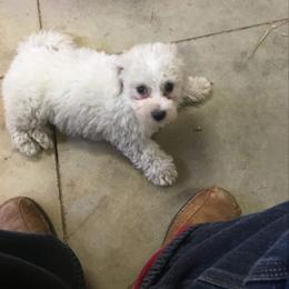 Bichon Frise and Shichon Puppies from Rose Cottage Bichons