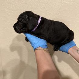 Light purple power puff - Black female Cane Corso puppy in Lubbock, Texas from Hub City Kennel