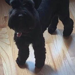 Miniature Schnauzers from Shannon's Miniature Schnauzers