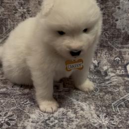 Daisy - White female Samoyed puppy in Atkinson, Nebraska from Sandhills Samoyeds