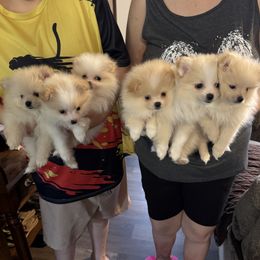 Pomeranian puppies from Ashley Miller's Pomeranians