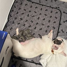 French Bulldog Puppies from AVDO