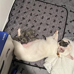 French Bulldog Puppies from AVDO