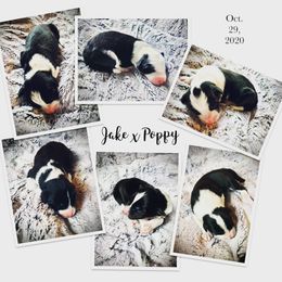 Border Collie Puppies from Beloved Border Collies