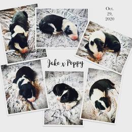 Border Collie Puppies from Beloved Border Collies