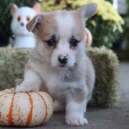 Newdi - Fawn female Pembroke Welsh Corgi puppy in Pollock, Missouri from Northstar