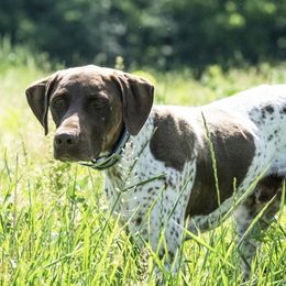 Duke - German Shorthaired Pointer