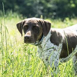 Duke - German Shorthaired Pointer
