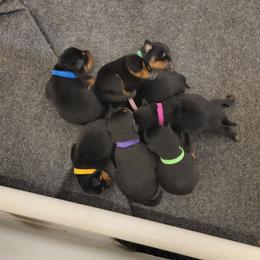 Zulu (Orange Collar) - Black and mahogany male Rottweiler puppy in York, South Carolina from CenturionOne LLC