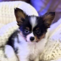 Shamrock - White black and tan male Papillon puppy in West End, North Carolina from Papillons in the Pines