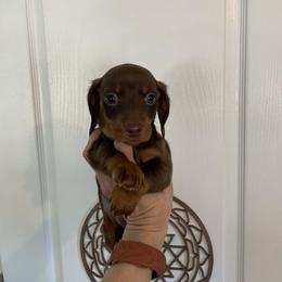Dachshund Puppies from Adorable Doxxies