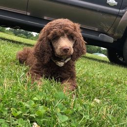 Poodle Puppies from Kings River Poodles and Doodles