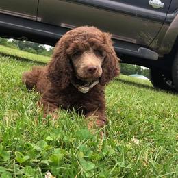 Poodle Puppies from Kings River Poodles and Doodles