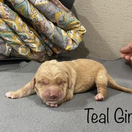 Girl 2 - Golden Golden Retriever puppy in Argyle, Texas from Randalls Golden Retrievers