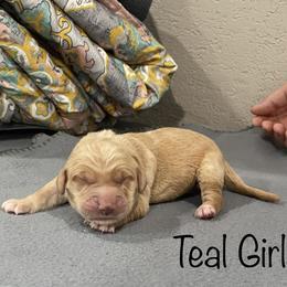 Girl 2 - Golden Golden Retriever puppy in Argyle, Texas from Randalls Golden Retrievers