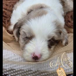Milo - Price 1850 - Brown merle male Aussiedoodle puppy in Ennis, Texas from God’s Little Aussies